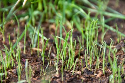 Ryegrass, love it or hate it?